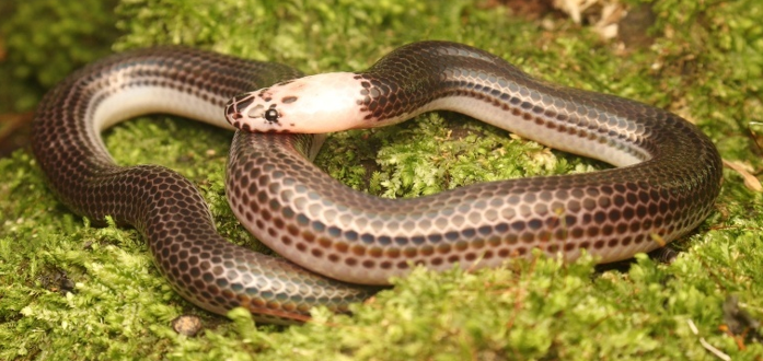 Asian Sunbeam Snake