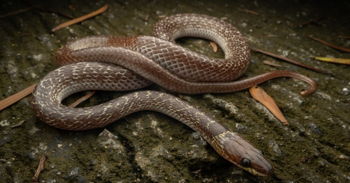 Common Wolf Snake