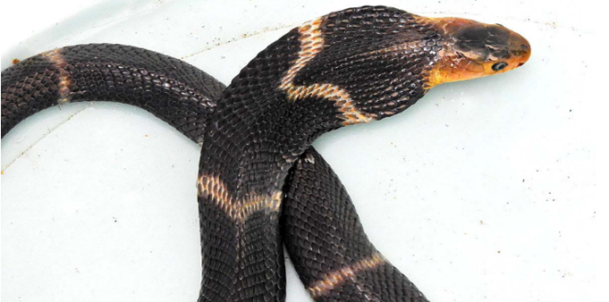 Equatorial Cobra