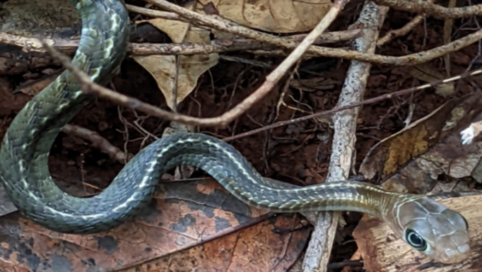 Keel-scaled Rat Snake