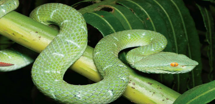 North Philippine Temple Pit Viper