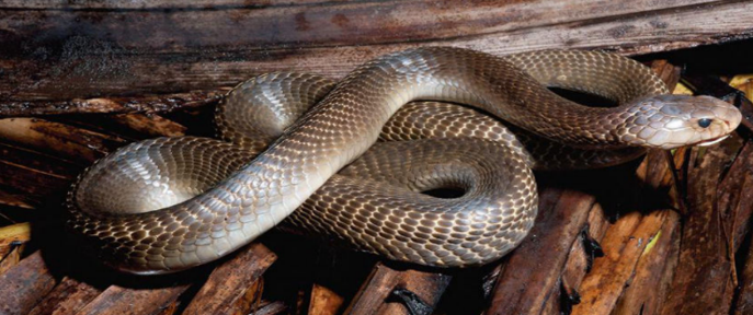 Philippine Cobra