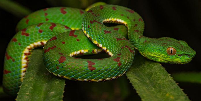 Philippine Pit Viper