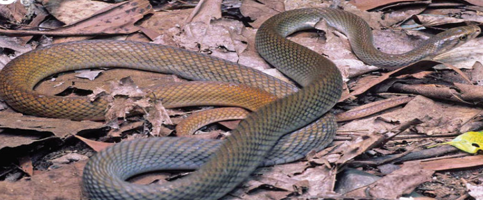 Philippine Rat Snake