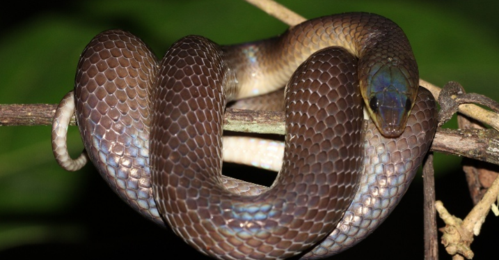 Philippine Shrub Snake