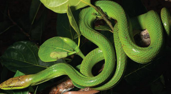 Red-tailed Green Ratsnake