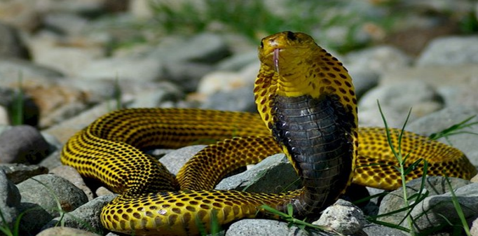 Samar Cobra