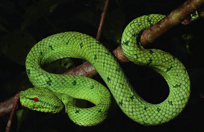 South Philippine Temple Pit Viper
