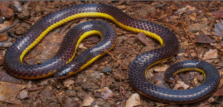Variable Reed Snake